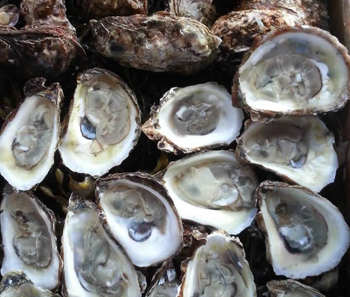 Oysters